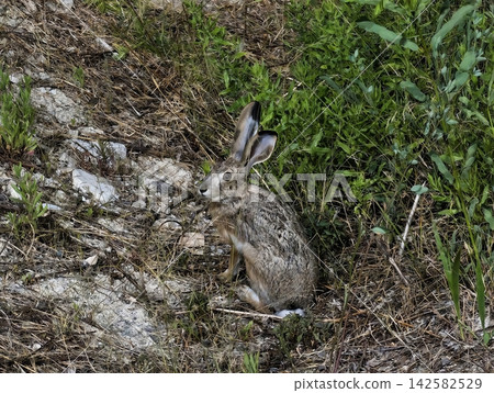 a rabbit sitting calmly in a grassland with rocks and vegetation, viewed from above with a serene and natural atmosphere, wildlife photography and nature scenes. 142582529