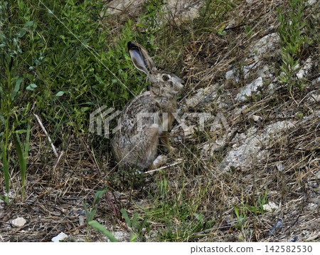 a hare resting peacefully in a grassland setting, surrounded by rocks and plants, captured from a top-down view, showcasing the serene and relaxed mood of the scene in natural green and tan. 142582530