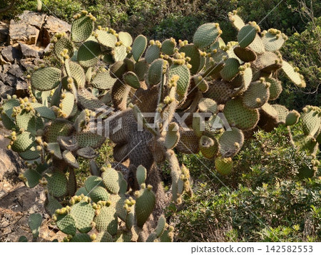 prickly pear cactus growing overhead in a rocky desert landscape with green shrubs and brown soil, natural light illuminates the scene, serene and dynamic composition. prickly pear cactus growing overhead in a rocky desert landscape with green shrubs and brown soil, natural light illuminates the scene, serene and dynamic composition. 142582553