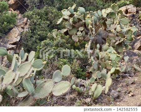 serene prickly pear cactus growing in rocky desert landscape with drought-resistant vegetation and greenery, natural light, vivid colors, and detailed landscape view. serene prickly pear cactus growing in rocky desert landscape with drought-resistant vegetation and greenery, natural light, vivid colors, and detailed landscape view. 142582555