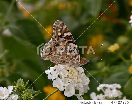butterfly resting on flower in serene outdoor garden setting with brown and white wings and green petals close-up perspective, nature photography, wildlife imagery. butterfly resting on flower in serene outdoor garden setting with brown and white wings and green petals close-up perspective, nature photography, wildlife imagery. 142582570