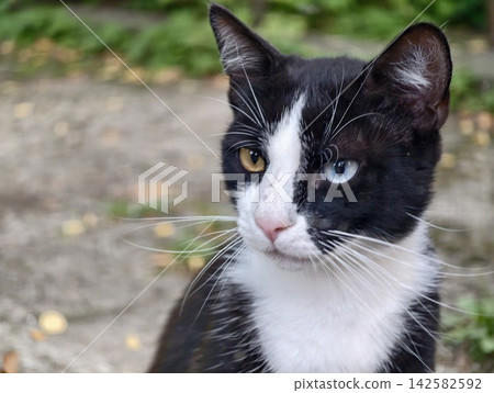black and white cat looking curious and alert in natural outdoor setting with grass and dirt close-up frontal view pet photography animal portraits commercial light clean background. black and white cat looking curious and alert in natural outdoor setting with grass and dirt close-up frontal view pet photography animal portraits commercial light clean background. 142582592