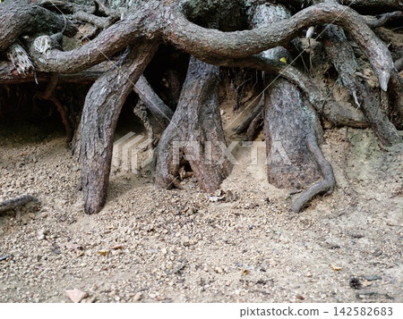 exposed tree roots intertwine in a serene natural outdoor setting with brown soil and green foliage under a ground-level perspective, showcasing environmental themes and landscape design. 142582683