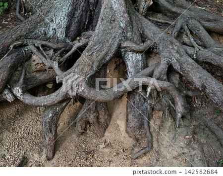 exposed tree roots intertwined in natural outdoor setting close-up perspective earthy tones brown gray soil organic material natural textures environmental themes photography resource web. exposed tree roots intertwined in natural outdoor setting close-up perspective earthy tones brown gray soil organic material natural textures environmental themes photography resource web. 142582684