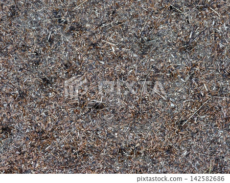 serene forest floor with pine needles and dried leaves in a top-down perspective in an outdoor natural environment with brown and gray organic debris and green and white colors. serene forest floor with pine needles and dried leaves in a top-down perspective in an outdoor natural environment with brown and gray organic debris and green and white colors. 142582686