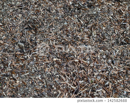 ants moving on forest floor in a busy ant colony viewed from above in a natural setting with twigs and leaves surrounding the scene in brown and gray tones, a serene and dynamic wildlife. 142582688