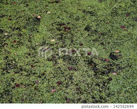 floating aquatic plants covering water surface in serene natural pond or lake environment top-down perspective green and brown leaves clean background copy space modern design resource. floating aquatic plants covering water surface in serene natural pond or lake environment top-down perspective green and brown leaves clean background copy space modern design resource. 142582694