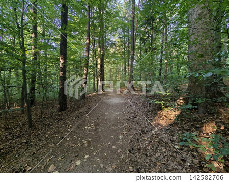 Sunlit forest path winds through dense green trees, dappled light filtering through leaves, soft earthen trail bordered by ferns, fallen leaves, and mossy roots Sunlit forest path winds through dense green trees, dappled light filtering through leaves, soft earthen trail bordered by ferns, fallen leaves, and mossy roots 142582706