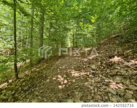 Sunlit forest trail through lush green woods with leafy ground cover and dappled shade along hillside path, tranquil natural scene for nature and travel visuals Sunlit forest trail through lush green woods with leafy ground cover and dappled shade along hillside path, tranquil natural scene for nature and travel visuals 142582716