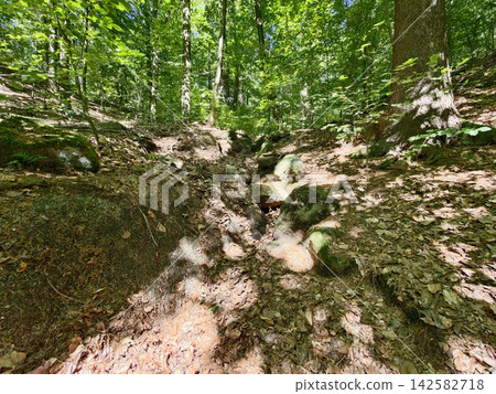 Forest trail descends through sunlit greenery with rocks roots and dense trees along dirt path in quiet woods and lush forest floor scene, with forest, trail, path, wood detail Forest trail descends through sunlit greenery with rocks roots and dense trees along dirt path in quiet woods and lush forest floor scene, with forest, trail, path, wood detail 142582718