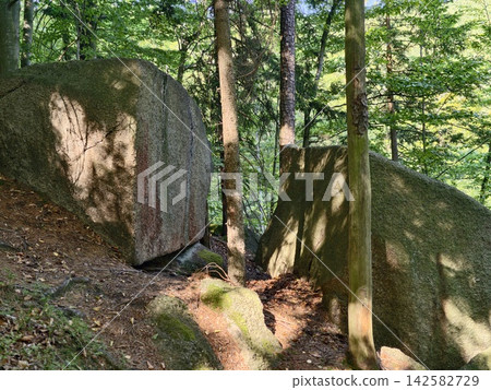 Forest scene featuring towering mossy boulders nestled between slender tree trunks under sunlit green canopy on mossy forest floor, tranquil outdoor landscape, with forest, boulder, rock, tree detail Forest scene featuring towering mossy boulders nestled between slender tree trunks under sunlit green canopy on mossy forest floor, tranquil outdoor landscape, with forest, boulder, rock, tree detail 142582729