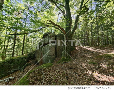 Forest rugged rock formation bathed in dappled sunlight amid tall trees and moss covered boulders in serene woodland landscape, with forest, tree, rock, boulder detail Forest rugged rock formation bathed in dappled sunlight amid tall trees and moss covered boulders in serene woodland landscape, with forest, tree, rock, boulder detail 142582730