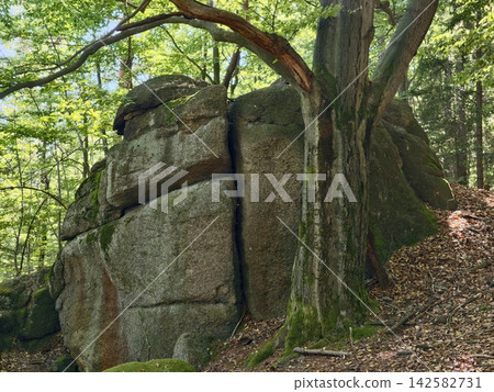 Imposing forest rock outcrop with tree roots gripping weathered boulders under dappled sunlight in lush woodland, with forest, rock, boulder, tree detail, showing root, trunk, stone, moss context Imposing forest rock outcrop with tree roots gripping weathered boulders under dappled sunlight in lush woodland, with forest, rock, boulder, tree detail, showing root, trunk, stone, moss context 142582731
