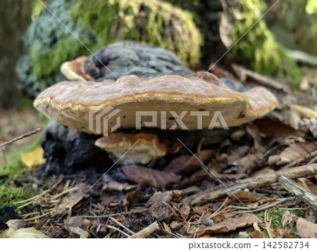 Close up of shelf fungus growing on weathered mossy log in verdant forest floor setting with layered brown beige brackets, textured bark, and surrounding leaf litter under soft natural light Close up of shelf fungus growing on weathered mossy log in verdant forest floor setting with layered brown beige brackets, textured bark, and surrounding leaf litter under soft natural light 142582734