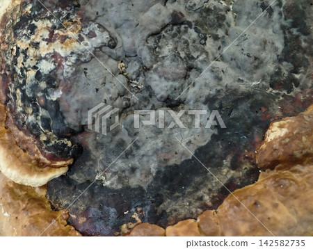 Macro close-up rugged rock surface showing dark minerals, iron stains, crusty layers, veins, cracks, and earthy colors across stone bed, with rock, surface, texture, mineral detail Macro close-up rugged rock surface showing dark minerals, iron stains, crusty layers, veins, cracks, and earthy colors across stone bed, with rock, surface, texture, mineral detail 142582735