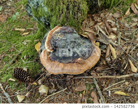 Massive bracket mushroom grows on mossy tree base amid dense green moss, scattered fallen leaves, pinecone, and rich forest floor detail in autumn light, with mushroom, bracket, fungus, fungi detail Massive bracket mushroom grows on mossy tree base amid dense green moss, scattered fallen leaves, pinecone, and rich forest floor detail in autumn light, with mushroom, bracket, fungus, fungi detail 142582736