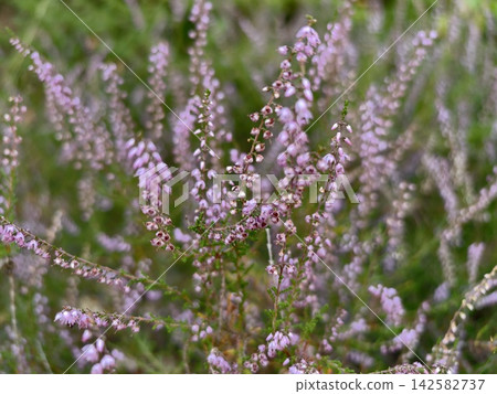 Pink heather flowering stems in soft focus field surrounded by green foliage and blurred background for rustic garden decor and nature study, with pink, heather, flower, bloom detail Pink heather flowering stems in soft focus field surrounded by green foliage and blurred background for rustic garden decor and nature study, with pink, heather, flower, bloom detail 142582737