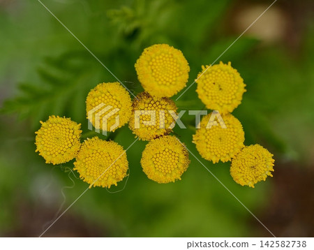 Yellow tansy flower heads form vibrant cluster in garden bright green background, with yellow, flower, tansy, flowerhead detail, showing cluster, botanical, garden, greenery context Yellow tansy flower heads form vibrant cluster in garden bright green background, with yellow, flower, tansy, flowerhead detail, showing cluster, botanical, garden, greenery context 142582738