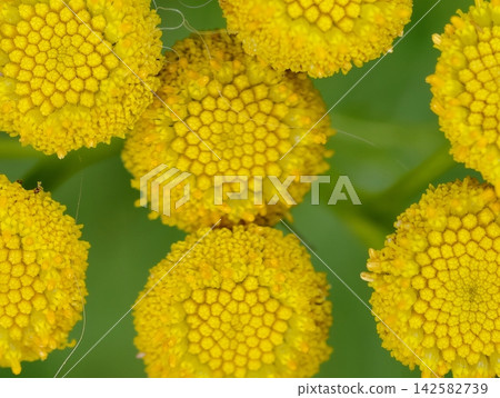 Macro closeup vibrant yellow floral clusters dense spherical heads against green background sunlight, with yellow, flower, bloom, floral detail, showing macro, closeup, cluster, head context Macro closeup vibrant yellow floral clusters dense spherical heads against green background sunlight, with yellow, flower, bloom, floral detail, showing macro, closeup, cluster, head context 142582739