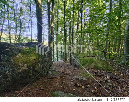 Forest trail between mossy rocks in sunlit deciduous woods along dirt path framed by tall trees and lush green foliage, with forest, trail, path, rock detail, showing moss, tree, canopy, sunlight Forest trail between mossy rocks in sunlit deciduous woods along dirt path framed by tall trees and lush green foliage, with forest, trail, path, rock detail, showing moss, tree, canopy, sunlight 142582751