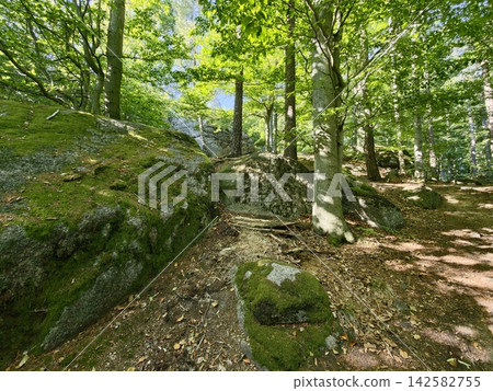 Forest trail through sunlit woods with mossy rocks and winding dirt path beneath green canopy inviting peaceful walk and closeup feel, with forest, trail, wood, tree detail Forest trail through sunlit woods with mossy rocks and winding dirt path beneath green canopy inviting peaceful walk and closeup feel, with forest, trail, wood, tree detail 142582755