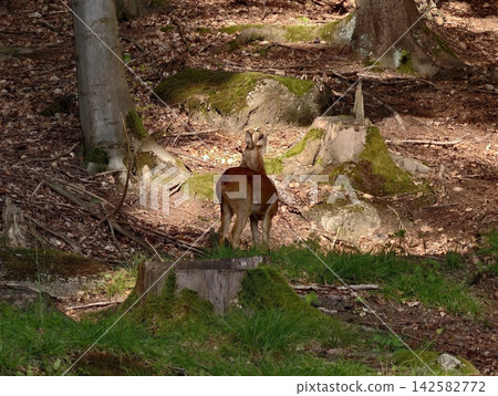 Deer stands in forest clearing among mossy rocks and exposed roots under dappled sunlight amid fallen leaves and cedar trunks, with deer, forest, woodland, clearing detail Deer stands in forest clearing among mossy rocks and exposed roots under dappled sunlight amid fallen leaves and cedar trunks, with deer, forest, woodland, clearing detail 142582772