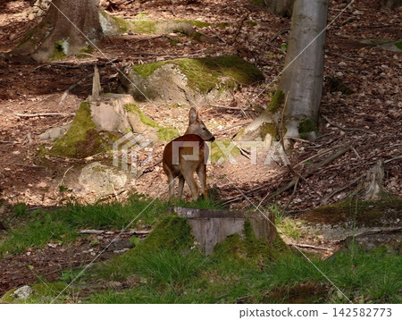 Deer resting beside moss covered rock and massive tree roots in quiet forest scene with sunlit leaves, dappled light, and earthy tones creating tranquil wilderness ambiance Deer resting beside moss covered rock and massive tree roots in quiet forest scene with sunlit leaves, dappled light, and earthy tones creating tranquil wilderness ambiance 142582773