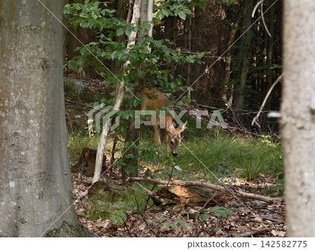 dog exploring wooded yard near thick tree trunks and dense vines, curious canine inspecting shadows among forest undergrowth and fallen branches, with dog, forest, tree, trunk detail dog exploring wooded yard near thick tree trunks and dense vines, curious canine inspecting shadows among forest undergrowth and fallen branches, with dog, forest, tree, trunk detail 142582775