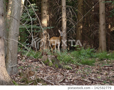 Deer standing among slender trunks in dense forest during daylight, dappled light on ground, tangled vines and green undergrowth creating tranquil woodland scene Deer standing among slender trunks in dense forest during daylight, dappled light on ground, tangled vines and green undergrowth creating tranquil woodland scene 142582779