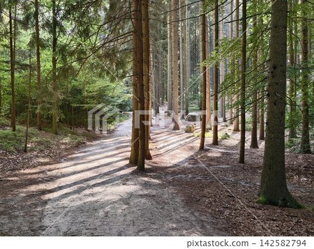 Sunlit forest path through tall pine trees with dappled shadows creates serene woodland walkway scene for nature walkers and outdoor recreation imagery, with forest, path, tree, pine detail Sunlit forest path through tall pine trees with dappled shadows creates serene woodland walkway scene for nature walkers and outdoor recreation imagery, with forest, path, tree, pine detail 142582794