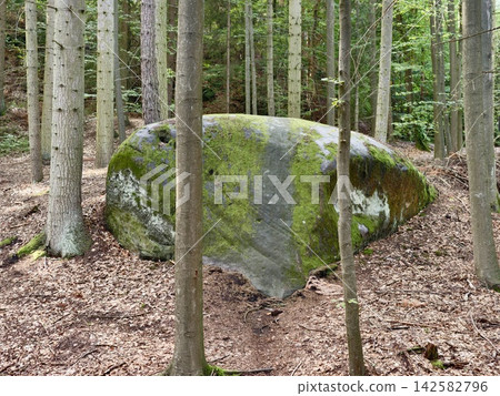 Forest scene with mossy boulder among slender trees in sunlit woodland, tranquil natural rock formation with moss growth and leaf litter, with forest, rock, boulder, moss detail Forest scene with mossy boulder among slender trees in sunlit woodland, tranquil natural rock formation with moss growth and leaf litter, with forest, rock, boulder, moss detail 142582796