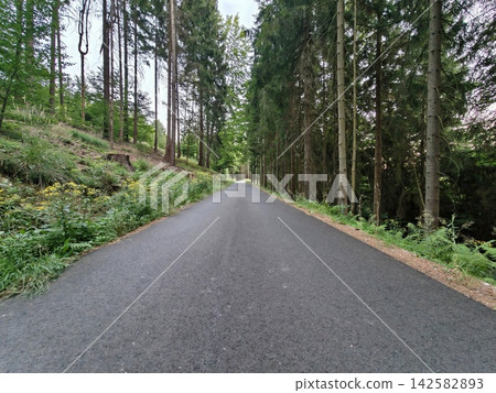 Straight asphalt road through lush evergreen forest lined with tall pines, tranquil woodland corridor under dappled sunlight for scenic nature visuals and outdoor use Straight asphalt road through lush evergreen forest lined with tall pines, tranquil woodland corridor under dappled sunlight for scenic nature visuals and outdoor use 142582893
