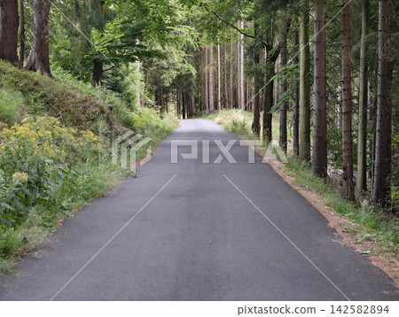 Winding forest road through dense pines and deciduous trees, sunlight filtering through canopy, tranquil woodland scene with lush undergrowth and distant shade, with forest, road, path, tree detail Winding forest road through dense pines and deciduous trees, sunlight filtering through canopy, tranquil woodland scene with lush undergrowth and distant shade, with forest, road, path, tree detail 142582894
