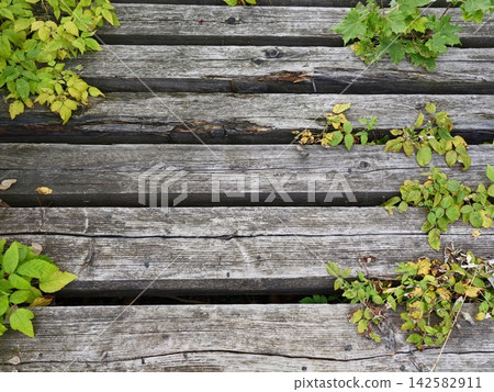 Weathered wooden planks with creeping ivy and green leaves across rustic outdoor decking creating textured natural backdrop for garden photography and nature-inspired design projects Weathered wooden planks with creeping ivy and green leaves across rustic outdoor decking creating textured natural backdrop for garden photography and nature-inspired design projects 142582911