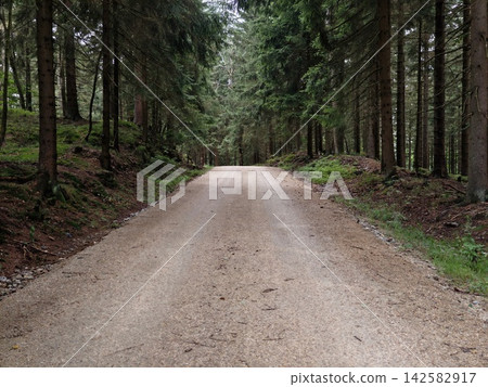 Forest dirt road winds through dense pine woodland under towering trees, weathered gravel surface stretching toward distant hazy treeline in peaceful rural landscape Forest dirt road winds through dense pine woodland under towering trees, weathered gravel surface stretching toward distant hazy treeline in peaceful rural landscape 142582917