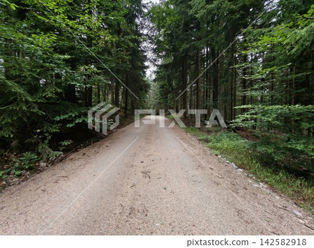 Dirt road winds through dense green forest bordered by tall pines and conifers, creating tranquil woodland path under leafy canopy with dappled sunlight and quiet, scenic solitude Dirt road winds through dense green forest bordered by tall pines and conifers, creating tranquil woodland path under leafy canopy with dappled sunlight and quiet, scenic solitude 142582918