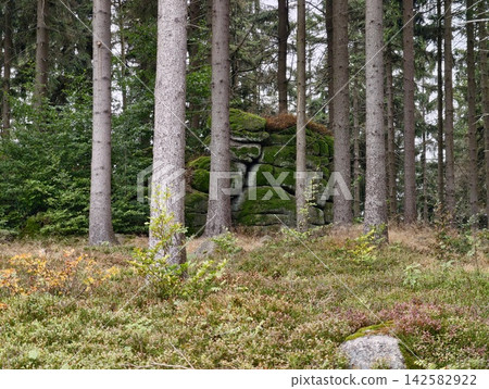 Forest with mossy rock wall among pine trees, with pine, tree, forest, wood detail, showing trunk, bark, moss, rock context, with clear visible detail, showing commercial visual context Forest with mossy rock wall among pine trees, with pine, tree, forest, wood detail, showing trunk, bark, moss, rock context, with clear visible detail, showing commercial visual context 142582922