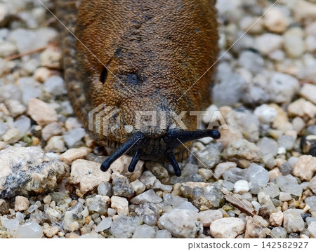 Close-up brown textured salamander mottled skin among rocky gravel pebbles earthy ground toes eye, with salamander, amphibian, brown, textured detail, showing skin, closeup, macro, detail context Close-up brown textured salamander mottled skin among rocky gravel pebbles earthy ground toes eye, with salamander, amphibian, brown, textured detail, showing skin, closeup, macro, detail context 142582927