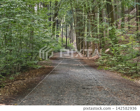 Dense green forest path winds between tall slender trunks as sunlit canopy filters through leaves, gravel road curves gently, quiet woodland scene inviting tranquil hike Dense green forest path winds between tall slender trunks as sunlit canopy filters through leaves, gravel road curves gently, quiet woodland scene inviting tranquil hike 142582936