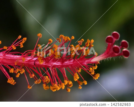 Close-up hibiscus stamens with red filaments and yellow orange pollen contrasted by lush green blurred background in macro view, with hibiscus, stamen, filament, pollen detail Close-up hibiscus stamens with red filaments and yellow orange pollen contrasted by lush green blurred background in macro view, with hibiscus, stamen, filament, pollen detail 142582983