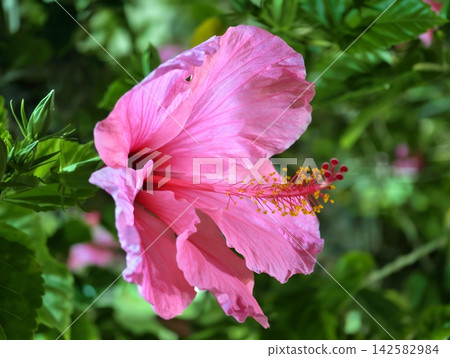Closeup pink hibiscus bloom in lush garden greens, soft natural sunlight, vivid petals, prominent stamen, delicate texture, tropical flower display, vibrant floral portrait, outdoor plant scene Closeup pink hibiscus bloom in lush garden greens, soft natural sunlight, vivid petals, prominent stamen, delicate texture, tropical flower display, vibrant floral portrait, outdoor plant scene 142582984
