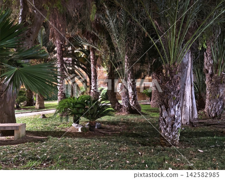 Palm trees lining sunlit garden path with lush tropical foliage along shaded walkway forming inviting parklike courtyard scene rich in green leaves and textured trunks 142582985