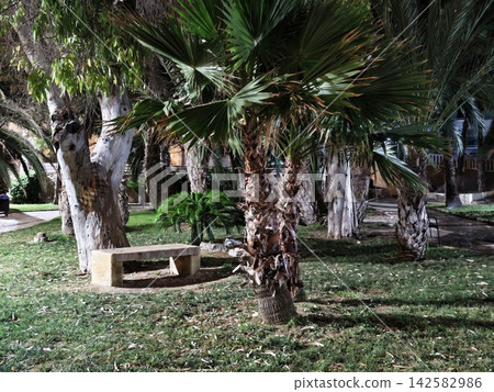 Palm trees line stone bench in sunny garden courtyard with dense tropical foliage and shaded walkway, with palm, tree, trunk, leave detail, showing frond, bench, grass, courtyard context Palm trees line stone bench in sunny garden courtyard with dense tropical foliage and shaded walkway, with palm, tree, trunk, leave detail, showing frond, bench, grass, courtyard context 142582986