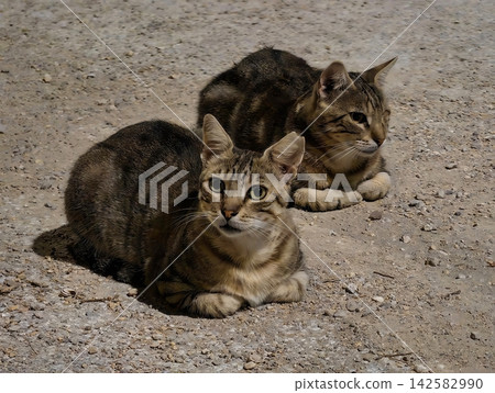 Two tabby cats lounge on rocky gravel outdoors under warm sunlit light, calm companionship, close together, with cats, tabby, tabbycat, feline detail, showing pair, outdoors, gravel, rock context Two tabby cats lounge on rocky gravel outdoors under warm sunlit light, calm companionship, close together, with cats, tabby, tabbycat, feline detail, showing pair, outdoors, gravel, rock context 142582990