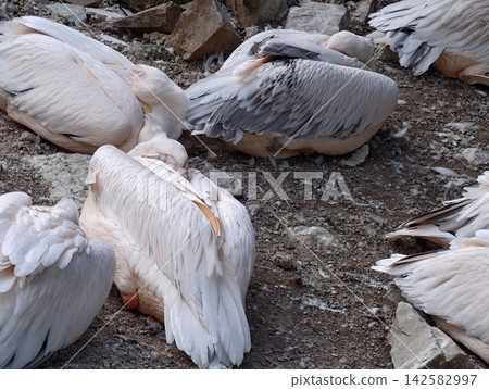 Flamingos resting on rocky ground among scattered feathers and pale plumage, multiple birds sleeping with heads tucked, serene wildlife scene in natural habitat Flamingos resting on rocky ground among scattered feathers and pale plumage, multiple birds sleeping with heads tucked, serene wildlife scene in natural habitat 142582997