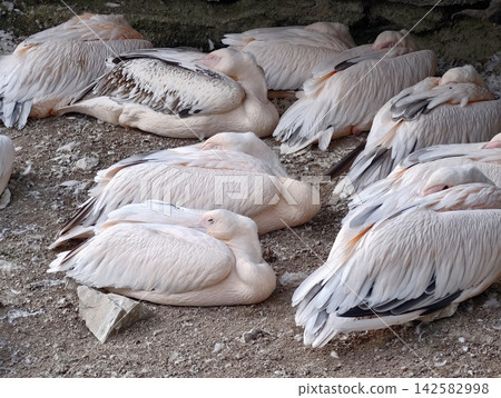 Flamingos resting in cluster on rocky ground beneath shade with folded wings and soft plumage hues in tranquil wildlife scene, with flamingo, bird, resting, flock detail Flamingos resting in cluster on rocky ground beneath shade with folded wings and soft plumage hues in tranquil wildlife scene, with flamingo, bird, resting, flock detail 142582998