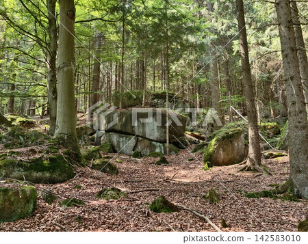 Sunlit forest scene featuring towering trees, moss-covered rocks, and quiet leaf litter floor, captured in tranquil woodland setting emphasizing natural textures, dappled light, and rugged boulders Sunlit forest scene featuring towering trees, moss-covered rocks, and quiet leaf litter floor, captured in tranquil woodland setting emphasizing natural textures, dappled light, and rugged boulders 142583010