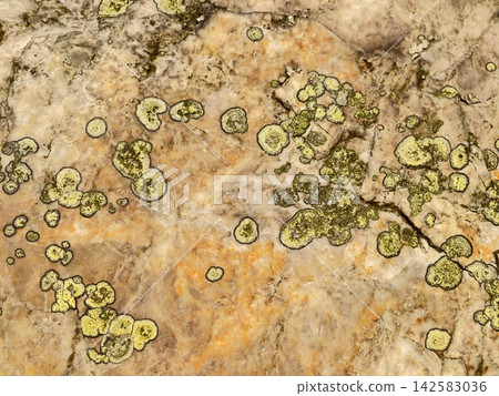 Closeup of rugged rock surface covered with yellow green lichen patches showing mottled earthy tones, cracks, and textured mineral layer across weathered stoneoutcrop Closeup of rugged rock surface covered with yellow green lichen patches showing mottled earthy tones, cracks, and textured mineral layer across weathered stoneoutcrop 142583036