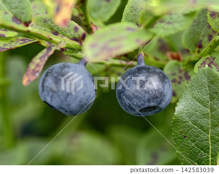 Ripe blueberries hang in tight cluster on green leafy branch, close up view of smooth blue skins amid fresh garden foliage in bright outdoor sunlight, with blueberry, fruit, berry, cluster detail Ripe blueberries hang in tight cluster on green leafy branch, close up view of smooth blue skins amid fresh garden foliage in bright outdoor sunlight, with blueberry, fruit, berry, cluster detail 142583039