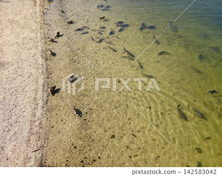 Shallow clear coastal water along sandy shoreline with small fish and sunlit ripples creating tranquil seaside scene, with shore, shoreline, sand, beach detail, showing water, sea, ocean, shallow Shallow clear coastal water along sandy shoreline with small fish and sunlit ripples creating tranquil seaside scene, with shore, shoreline, sand, beach detail, showing water, sea, ocean, shallow 142583042